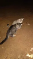 Miau