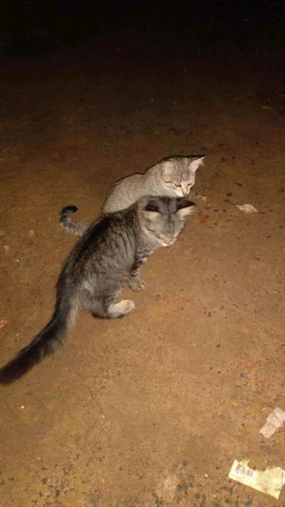 Gato ra a  idade 2 a 6 meses nome Miau