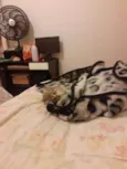Miau