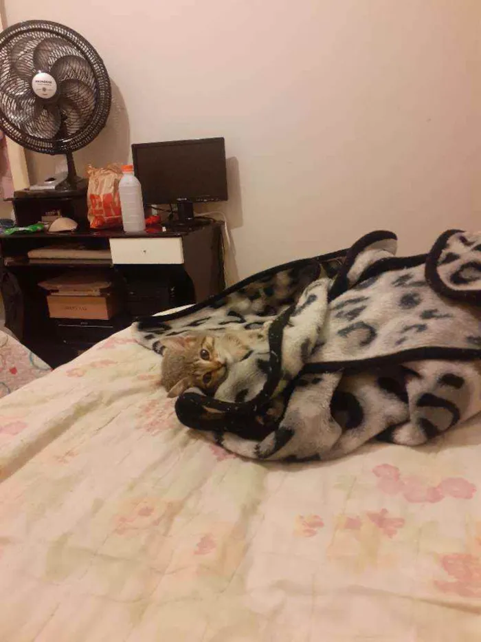 Gato ra a  idade 2 a 6 meses nome Miau