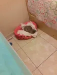 Miau