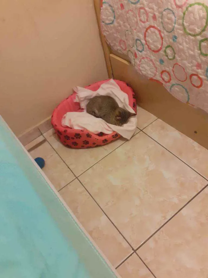 Gato ra a  idade 2 a 6 meses nome Miau