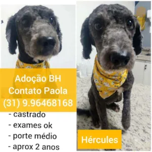 Cachorro raça SRD idade 2 anos nome Hércules 