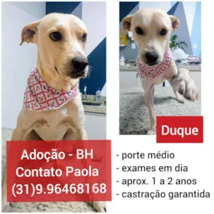Cachorro raça SRD idade 2 anos nome Duque