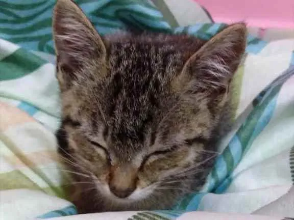 Gato raça Não sei  idade 2 a 6 meses nome Sem nome