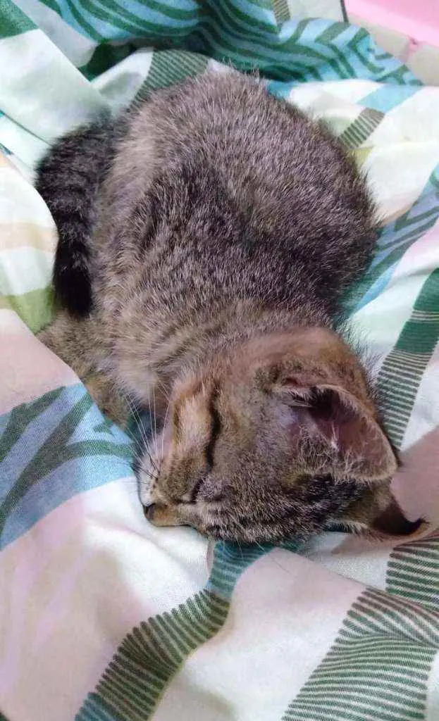 Gato raça Não sei  idade 2 a 6 meses nome Sem nome