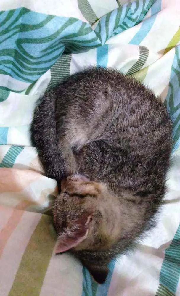Gato raça Não sei  idade 2 a 6 meses nome Sem nome