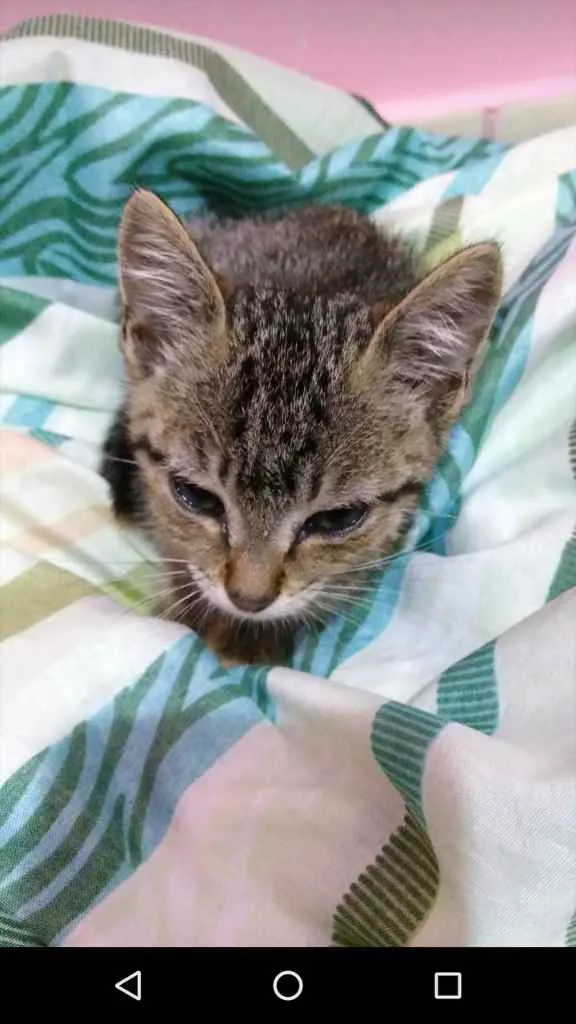 Gato raça Não sei  idade 2 a 6 meses nome Sem nome