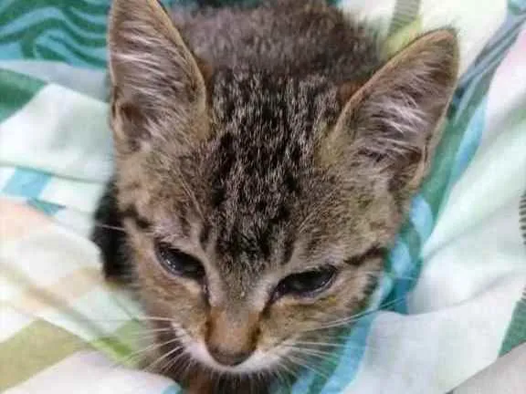 Gato raça Não sei  idade 2 a 6 meses nome Sem nome