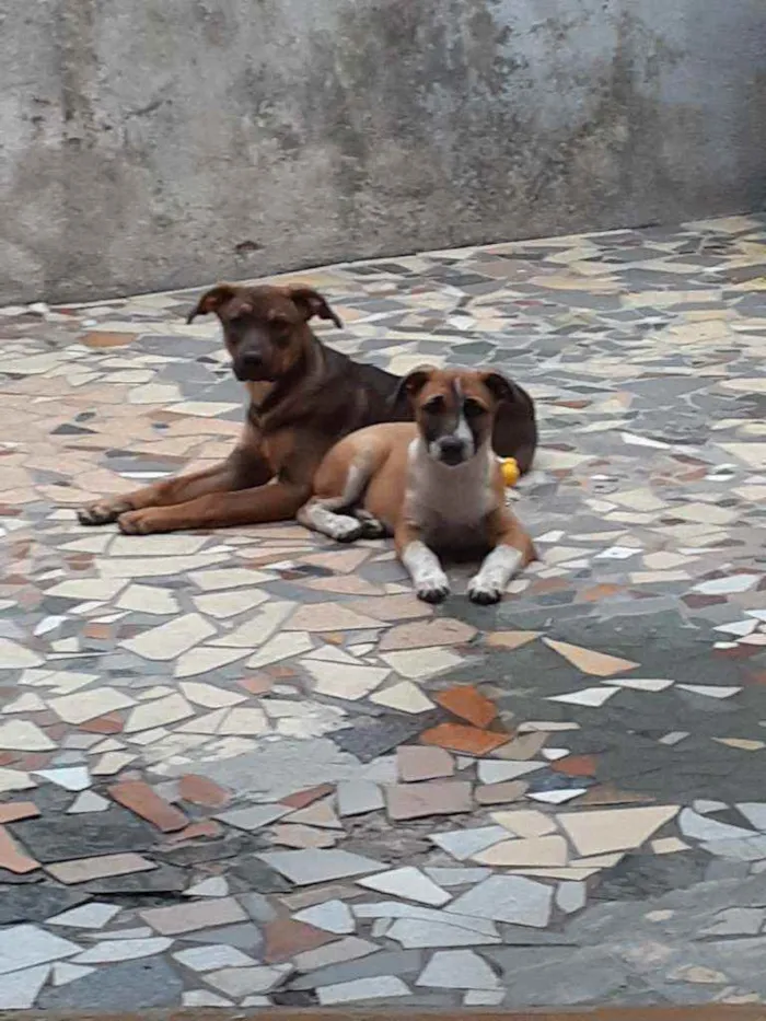 Cachorro ra a Indefinida idade 7 a 11 meses nome Pingo