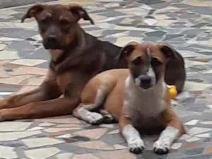 Cachorro raça Indefinida idade 7 a 11 meses nome Pingo