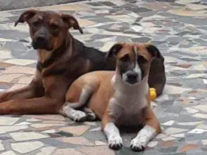 Cachorro raça Indefinida idade 7 a 11 meses nome Ralf