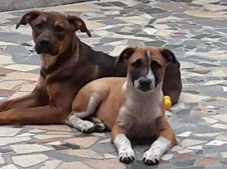 Cachorro ra a Indefinida idade 7 a 11 meses nome Ralf