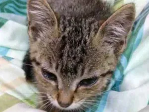 Gato raça Não sei  idade 2 a 6 meses nome Sem nome