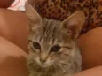 Miau