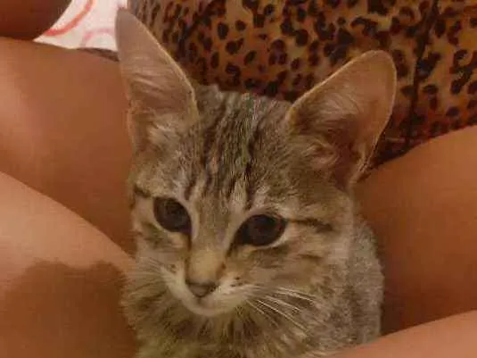 Gato ra a  idade 2 a 6 meses nome Miau