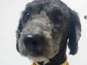 Cachorro raça POODLE idade 1 ano nome HERCULES 