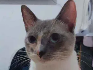 Gato raça Comum  idade 2 anos nome Felipa 