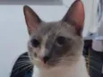 Felipa