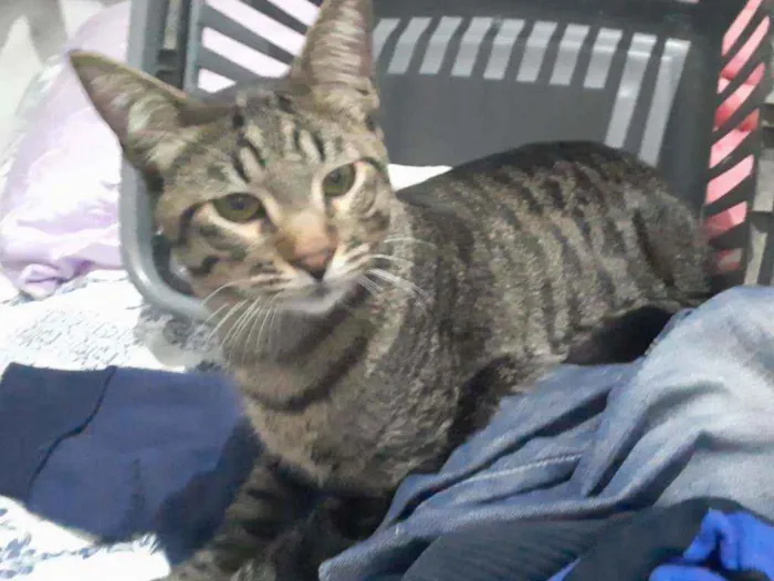 Gato ra a Comum  idade 1 ano nome Tobby 