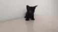 A escolha