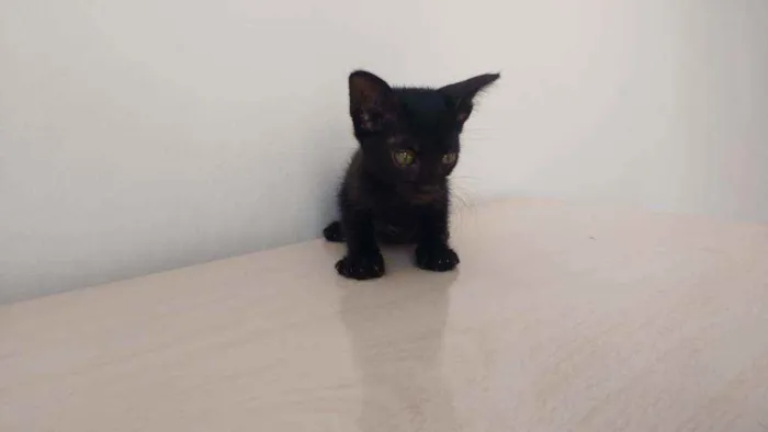 Gato ra a  idade Abaixo de 2 meses nome A escolha