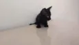 A escolha