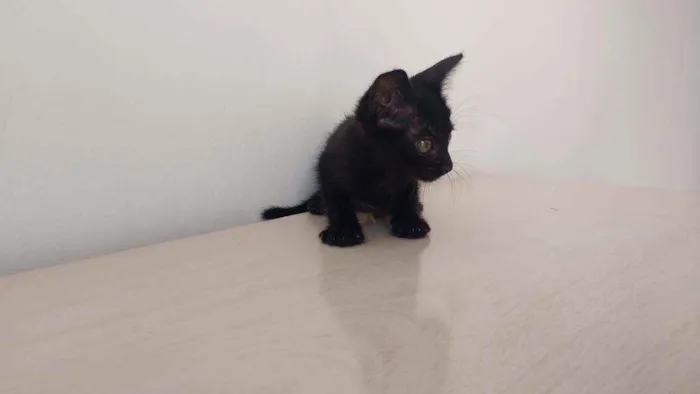 Gato ra a  idade Abaixo de 2 meses nome A escolha