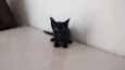A escolha