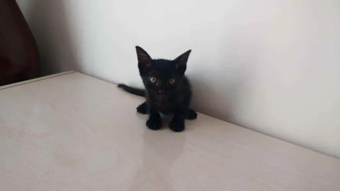 Gato ra a  idade Abaixo de 2 meses nome A escolha