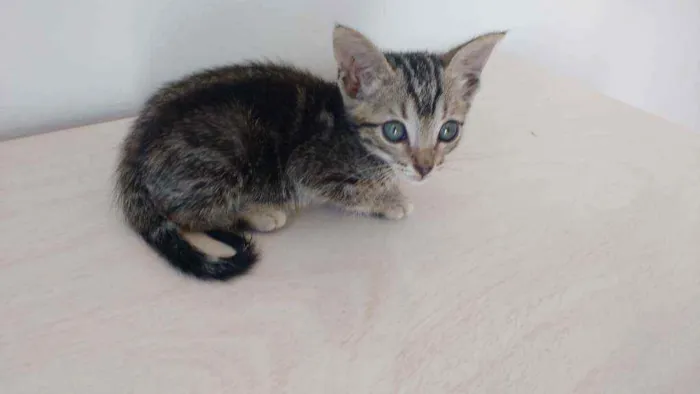 Gato ra a  idade Abaixo de 2 meses nome A escolha