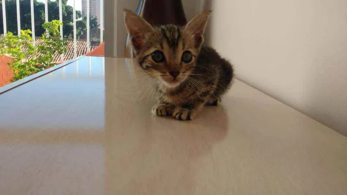 Gato ra a  idade Abaixo de 2 meses nome A escolha