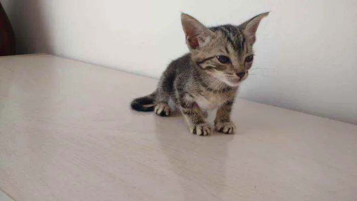 Gato ra a  idade Abaixo de 2 meses nome A escolha