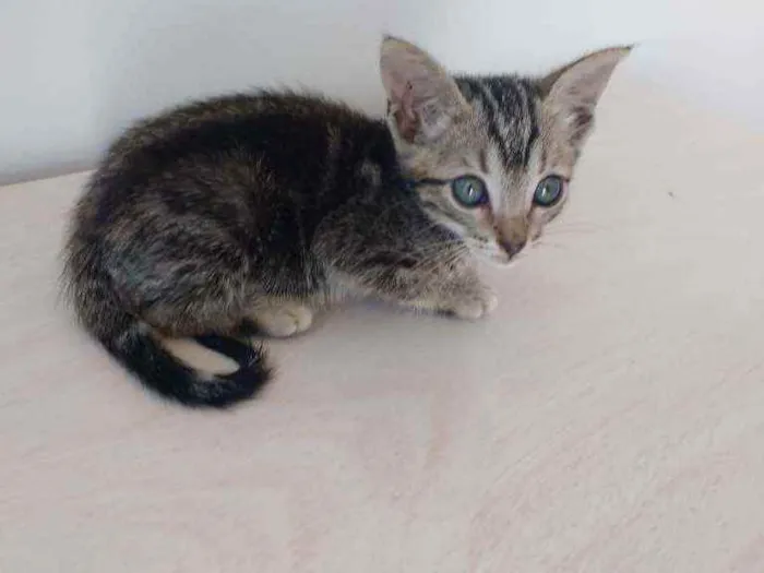 Gato ra a  idade Abaixo de 2 meses nome A escolha