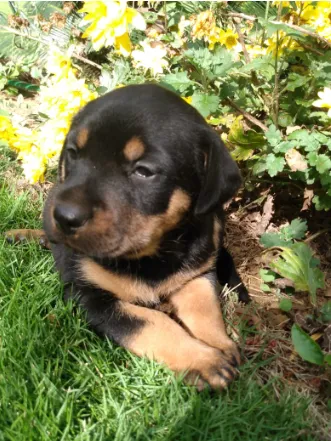 Cachorro raça SRD idade Abaixo de 2 meses nome Filhote