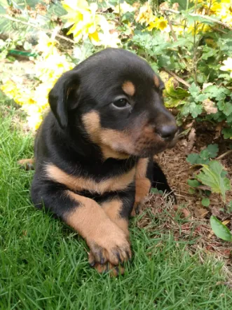 Cachorro raça SRD idade Abaixo de 2 meses nome Filhote
