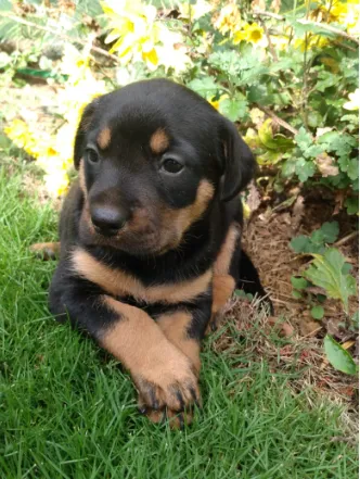 Cachorro raça SRD idade Abaixo de 2 meses nome Filhote