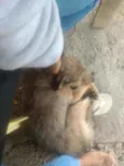 Pitoco