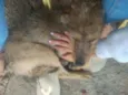Pitoco