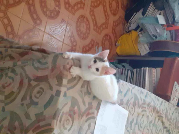 Gato raça gatos idade 2 a 6 meses nome sem nome