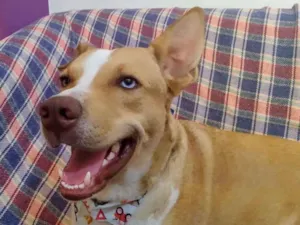 Cachorro raça srd idade 2 anos nome loirinho