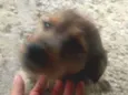 Pitoco