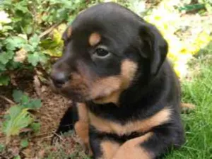 Cachorro raça SRD idade Abaixo de 2 meses nome Filhote