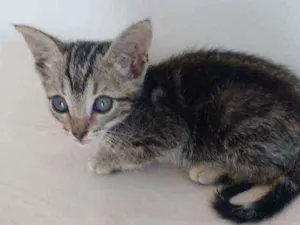 Gato raça  idade Abaixo de 2 meses nome A escolha