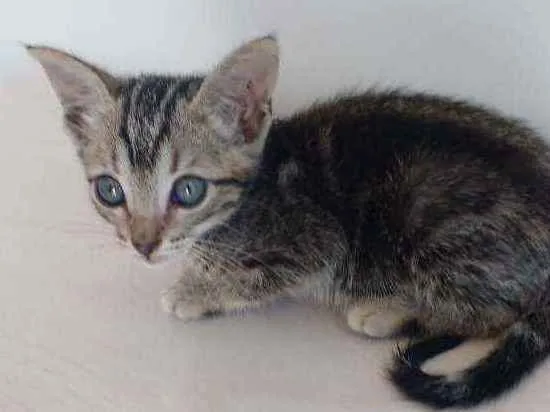 Gato ra a  idade Abaixo de 2 meses nome A escolha