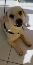 Cachorro raça srd idade 1 ano nome LEOZINHO