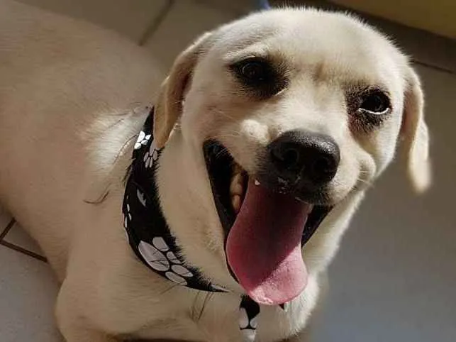 Cachorro raça srd idade 1 ano nome LEOZINHO