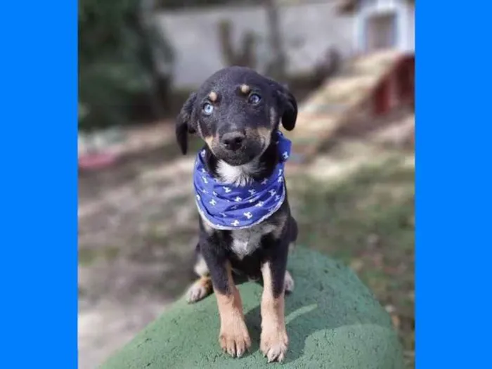 Cachorro ra a Srd idade 2 a 6 meses nome Zetro