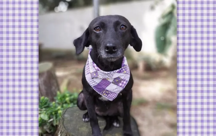 Cachorro ra a srd idade 6 ou mais anos nome Judite