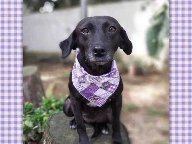 Cachorro ra a srd idade 6 ou mais anos nome Judite